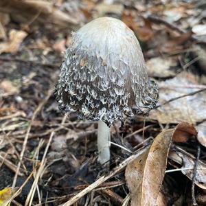 Shaggy Mane