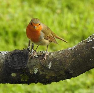 European Robin