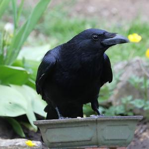 Carrion Crow