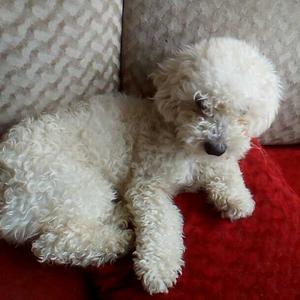 Unknown Breed