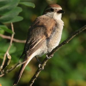 Red-backed Shrike