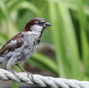 House Sparrow