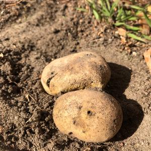 Stump Puffball