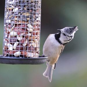 Crested Tit