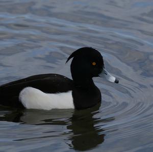 Tufted Duck