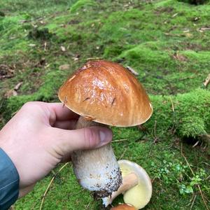 King Bolete