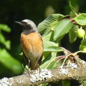 Gartenrotschwanz