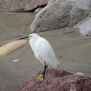 Snowy Egret