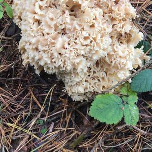 Eastern Cauliflower Mushroom