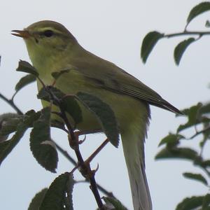 Willow Warbler