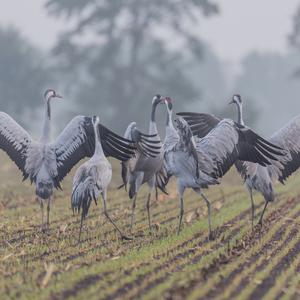 Common Crane