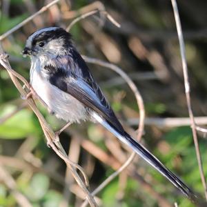 Long-tailed Tit