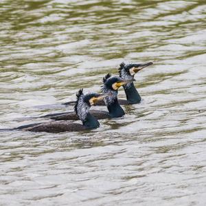 Great Cormorant