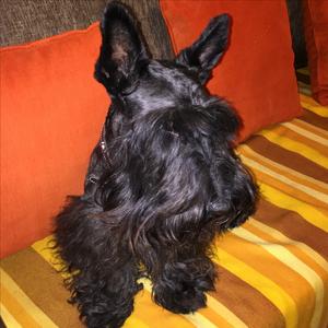 Scottish Terrier