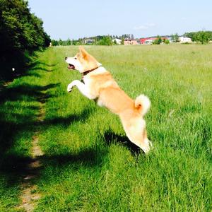 Akita Inu