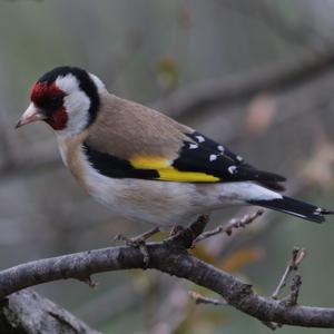 European Goldfinch