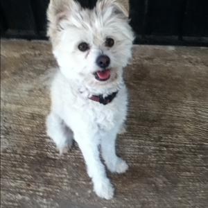 Unknown Breed