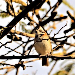 Rufous-collared Sparrow