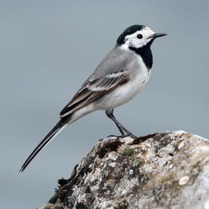 White Wagtail