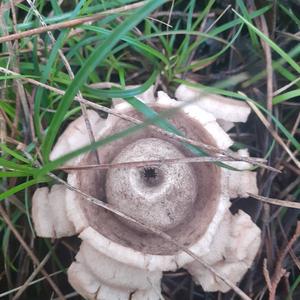 Collared Earthstar