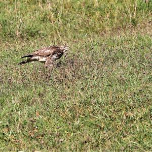 Common Buzzard