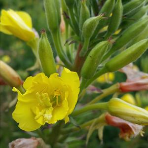 Evening Primrose (Common)