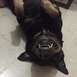 Rottweiler