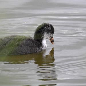 Bläßhuhn