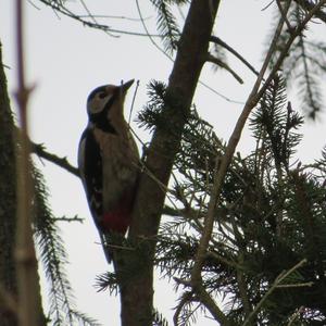 Great Spotted Woodpecker