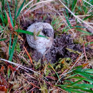 Stout-stalked Amanita