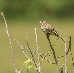 Corn Bunting