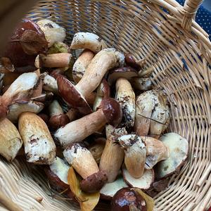 Bay Bolete