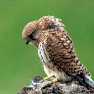 Common Kestrel