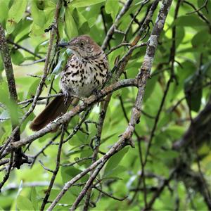 Brown Thrasher