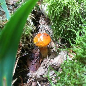 Larch Suillus