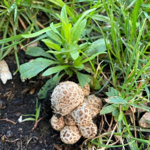 Coprinus auricomus