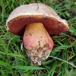 Satan`s Bolete