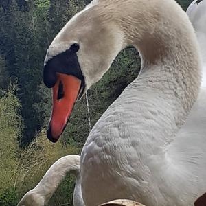 Mute Swan