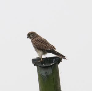 Common Kestrel