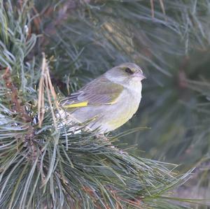 European Greenfinch