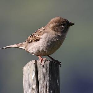 House Sparrow