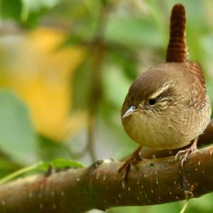 Winter Wren