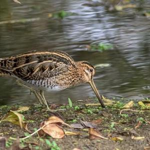 Common Snipe