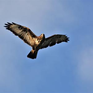 Mäusebussard