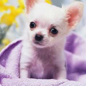 Unknown Breed
