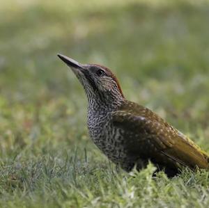 Eurasian Green Woodpecker