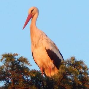 White Stork