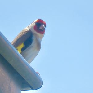 European Goldfinch