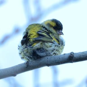 Eurasian Siskin