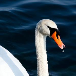 Mute Swan